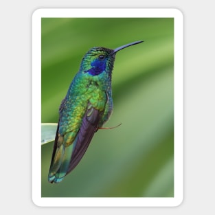 Green Violetear Hummingbird - Costa Rica Sticker